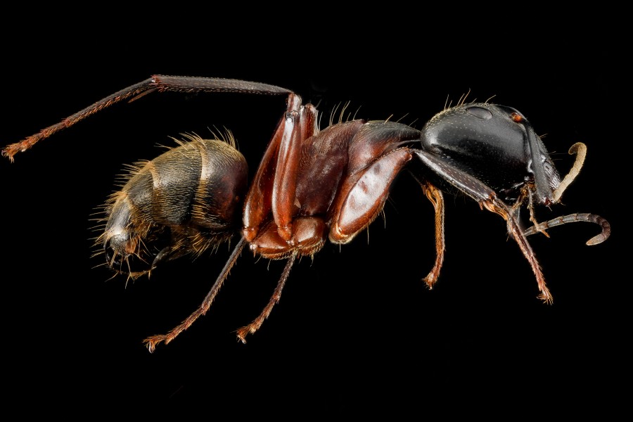 Camponotus chromaiodes, F, side, MD, Queen Anne County, Chino Farms 2013-01-16-14.20.19 ZS PMax