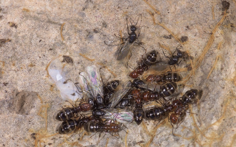 Camponotus lateralis, Vic-la-Gardiole 01