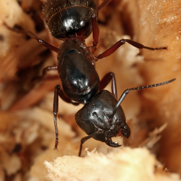 Camponotus ligniperda