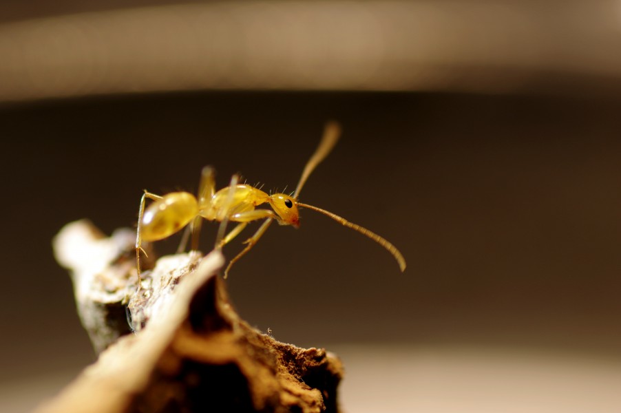 Camponotus variegatus2