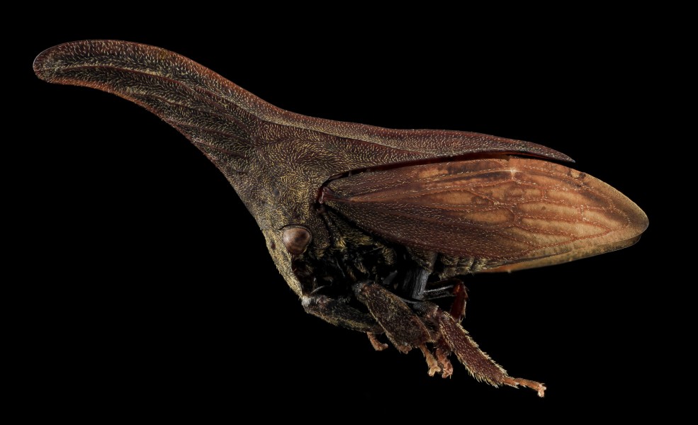 Campylenchia latipes, side, Upper marlboro, md 2013-10-18-12.38.11 ZS PMax