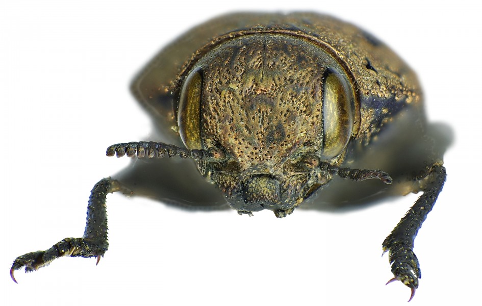 Capnodis tenebricosa front