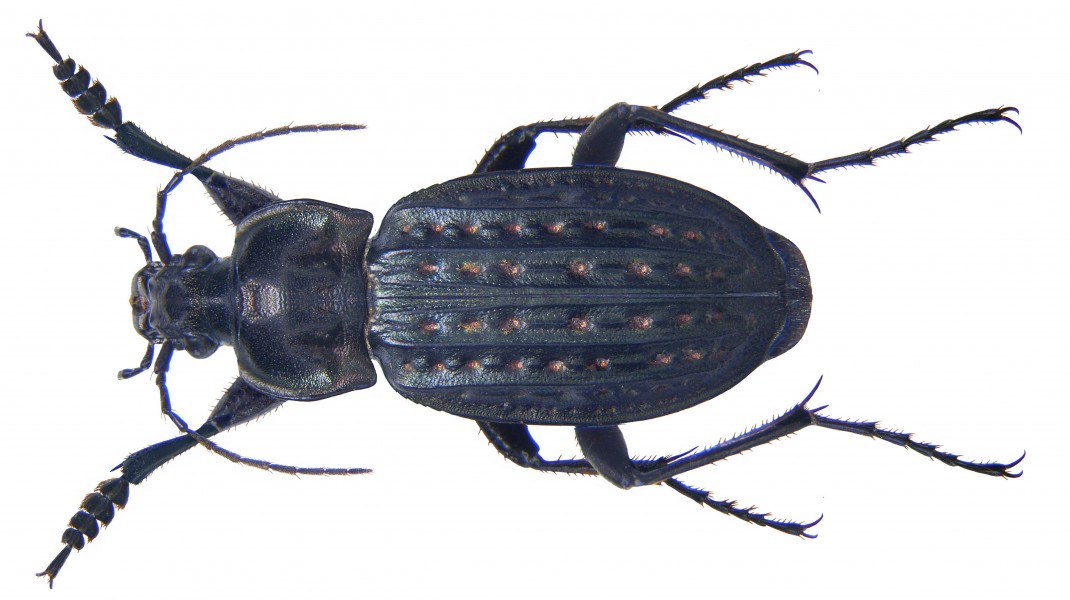 Carabus clathratus clathratus Linné, 1761 male (4039768070)