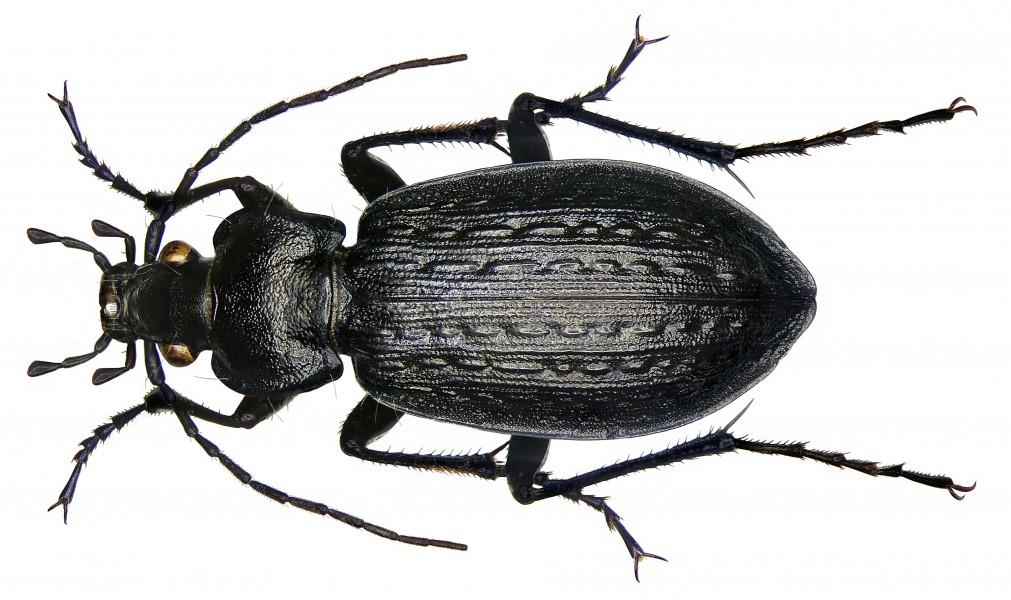 Carabus granulatus Linné, 1758 (2931407025)