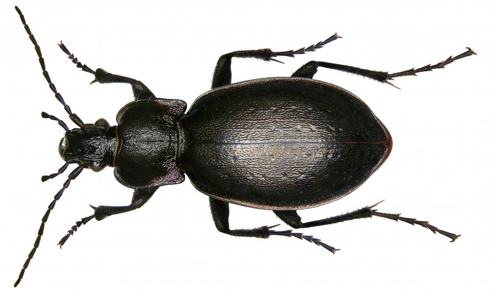 Carabus nemoralis Mueller, 1764 (2971913426)
