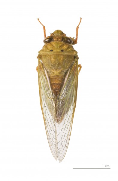 Carineta rufescens MHNT dos