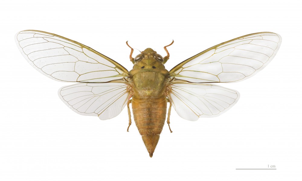 Carineta rufescens MHNT dos vol
