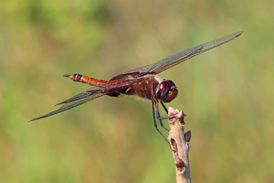 Carolina Saddlebags - Tramea carolina, Occoquan Bay National Wildlife Refuge, Woodbridge, Virginia - 27526525941