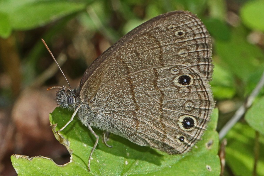 Carolina Satyr - Hermeuptychia sosybius, Leesylvania State Park, Woodbridge, Virginia