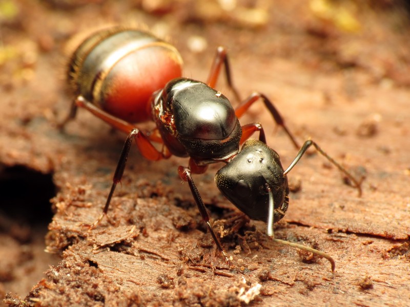 Carpenter Ant - Flickr - treegrow