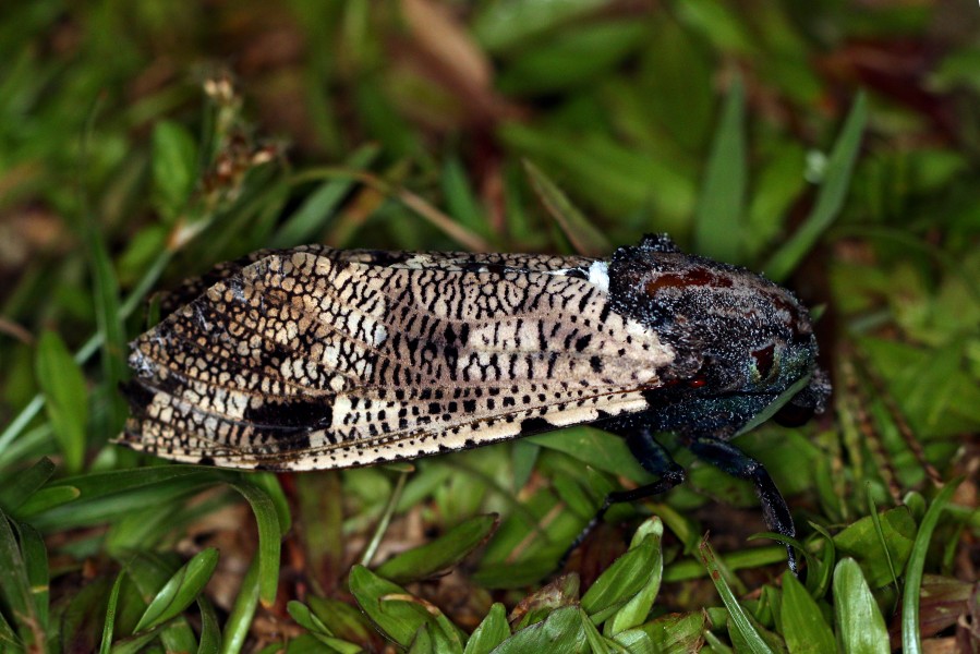 Carpenter moth (Xyleutes strix)