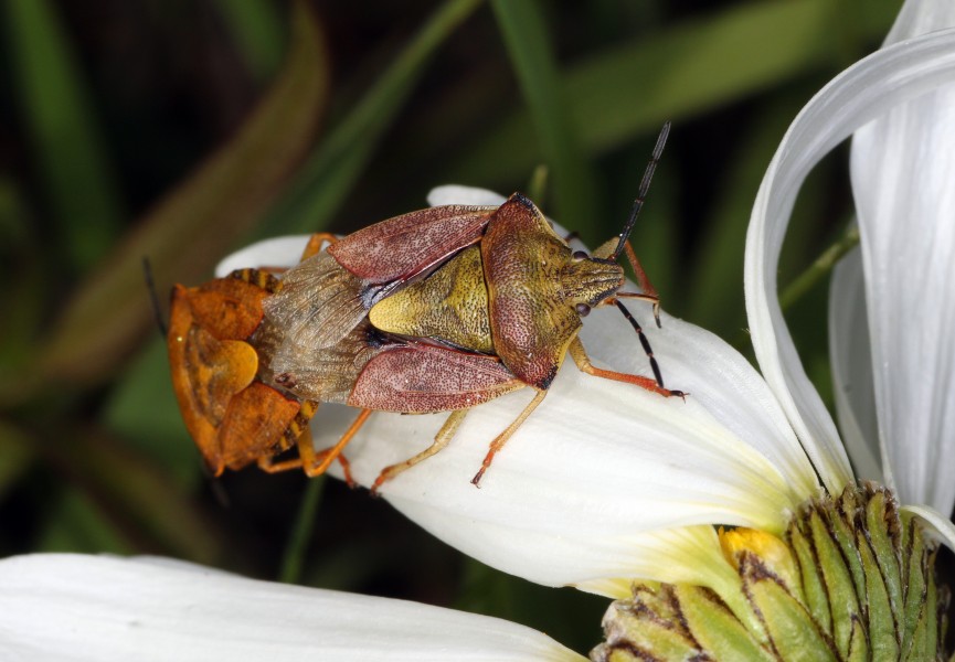 Carpocoris-purpureipennis