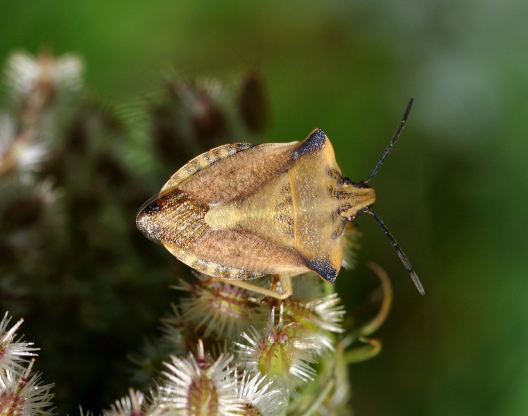 Carpocoris fuscispinus qtl1