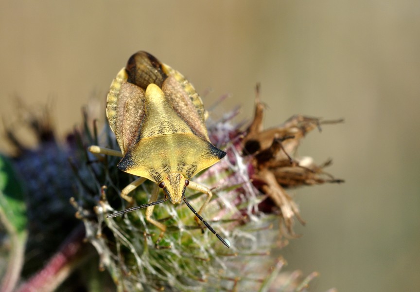Carpocoris fuscispinus qtl2