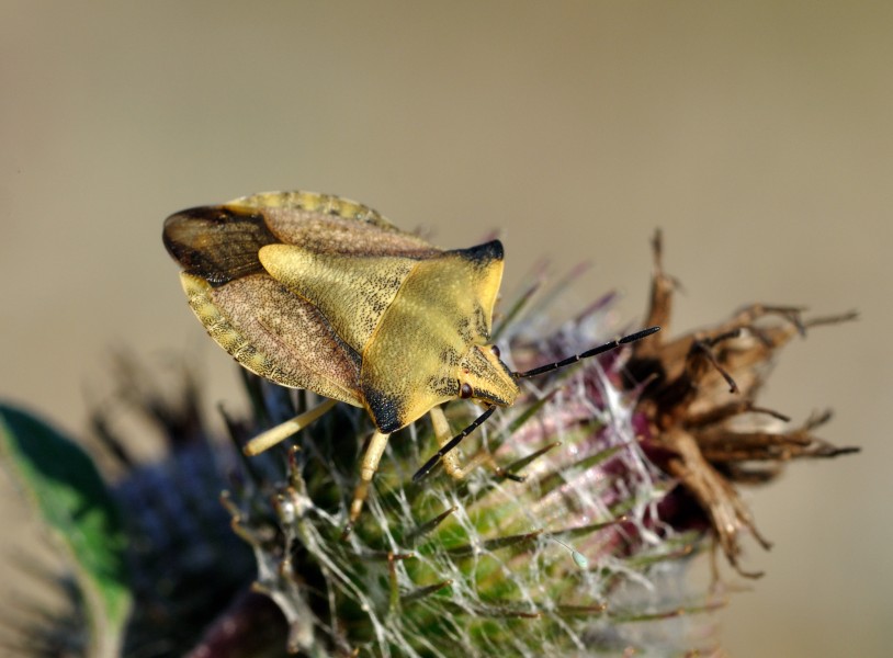 Carpocoris fuscispinus qtl3