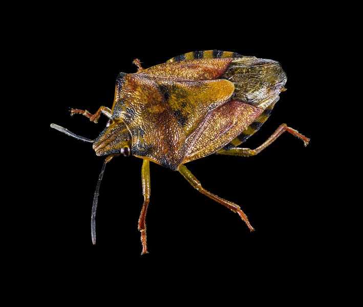 Carpocoris purpureipennis HD