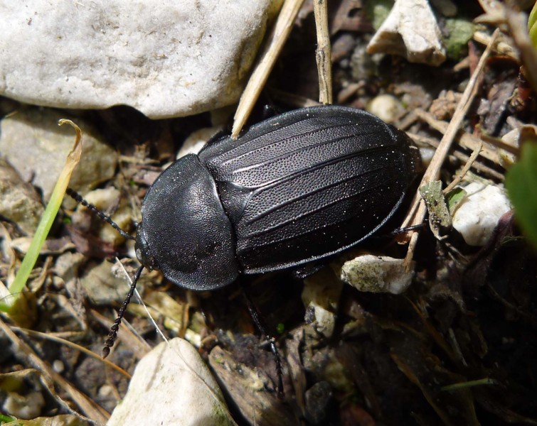 Carrion Beetle . Silphidae (15660406223)