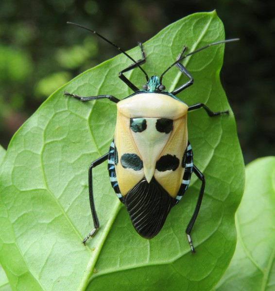 Catacanthus incarnatus 11