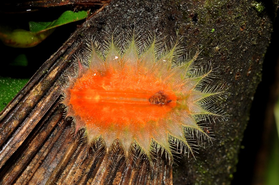Caterpillar (15335297900)
