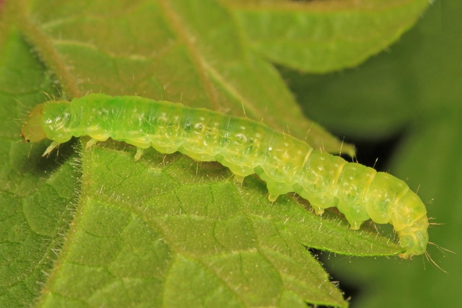 Caterpillar, Leesylvania State Park, Woodbridge, Virginia
