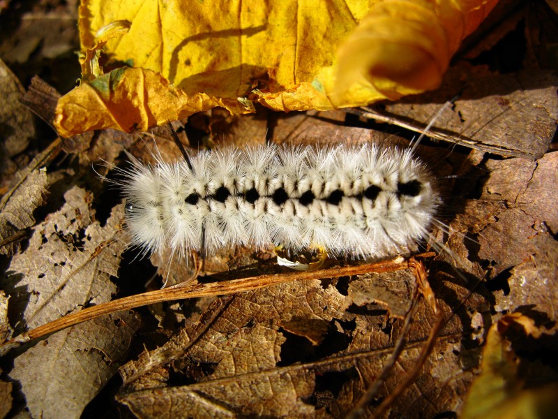 Caterpillar-macro-leaves - West Virginia - ForestWander
