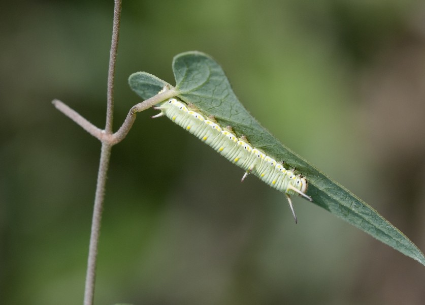 Caterpillar of African monarch