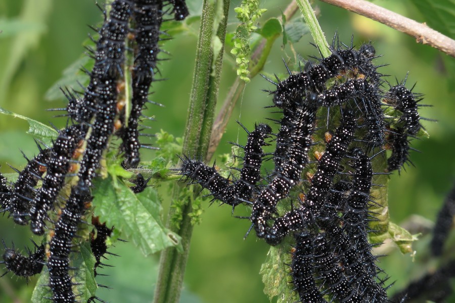 Caterpillar of European Peacock