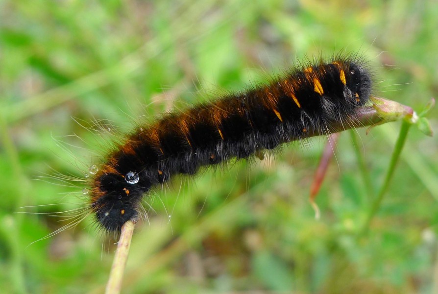 Caterpillar of Fox Moth? Macrothylacia rubi (16294547810)