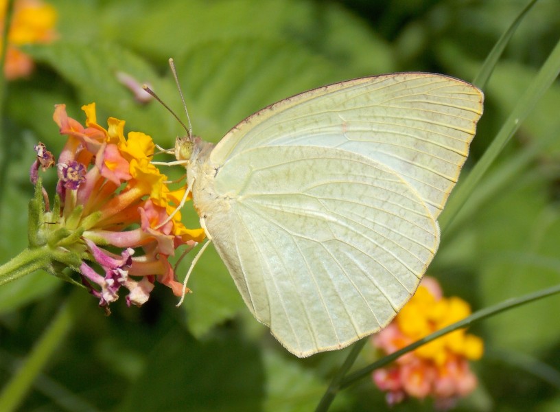Catopsilia pyranthe Taxila September 2014
