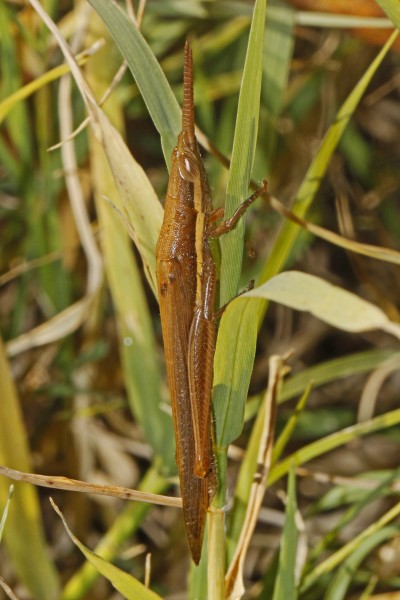 Cattail Toothpick Grasshopper - Leptysma marginicollis, Julie Metz Wetland, Virginia