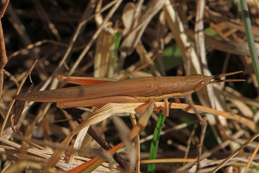Cattail Toothpick Grasshopper - Leptysma marginicollis, Occoquan Bay National Wildlife Refuge, Woodbridge, Virginia