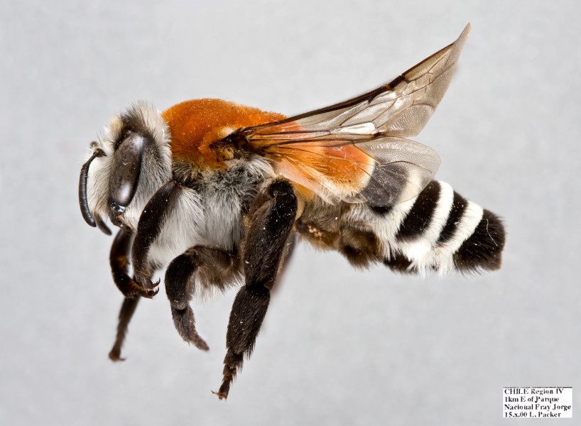 Caupolicana fulvicollis f