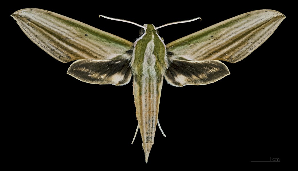 Cechenena lineosa MHNT CUT 2010 0 22 Ban Kheun Oudomxay Province Laos female dorsal