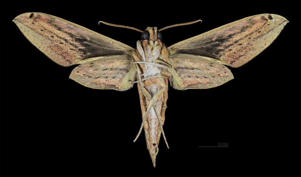 Cechenena lineosa MHNT CUT 2010 0 22 Ban Kheun Oudomxay Province Laos female ventral