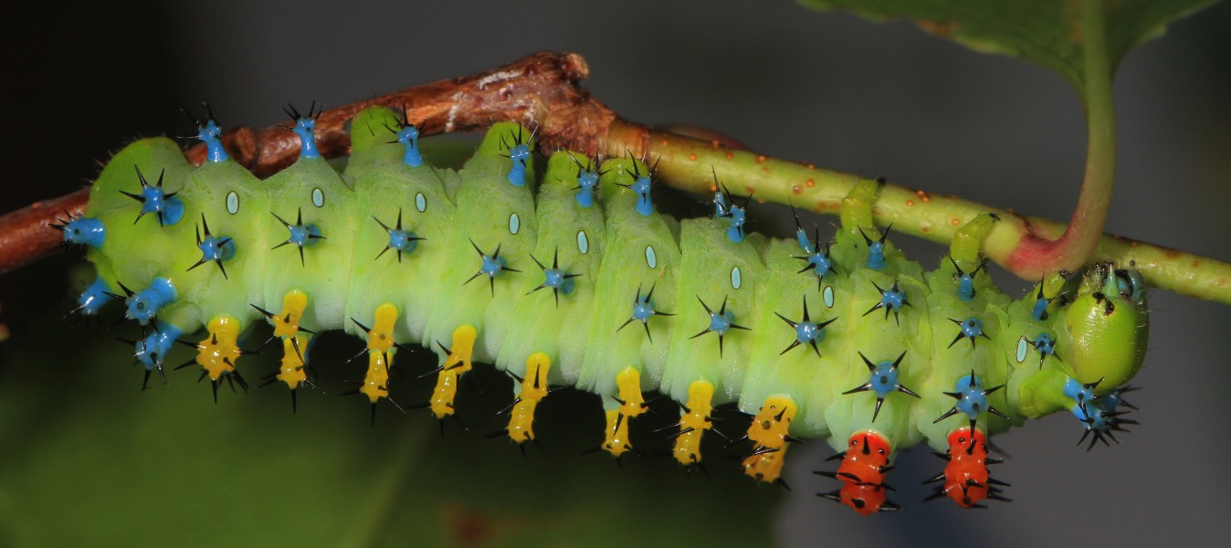 Cecropia Moth caterpillar - Hyalophora cecropia, Brookside Gardens, Wheaton, Maryland