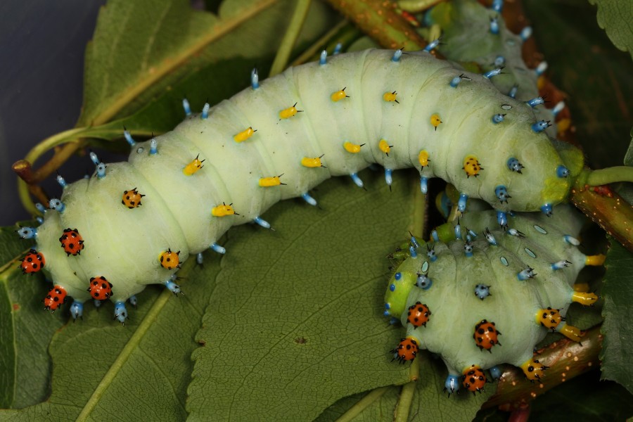 Cecropia Moth caterpillars - Hyalophora cecropia, Herndon, Virginia