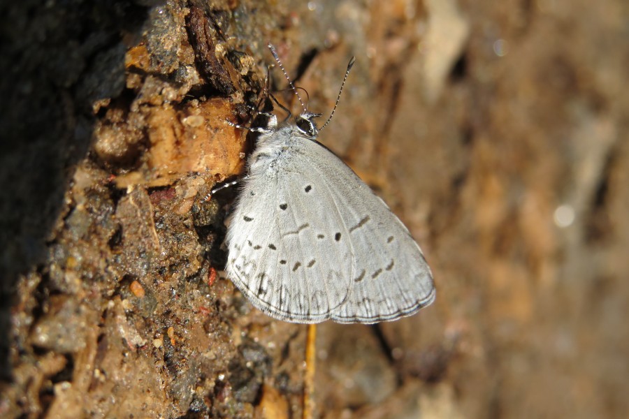Celastrina lavendularis Moore, 1877 – Plain Hedge Blue at Makutta (3)
