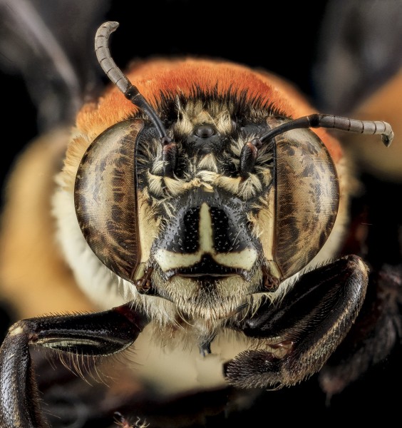 Centris decolorata, F, Face, Puerto Rico 2013-07-04-12.27.56 ZS PMax (11546973626)