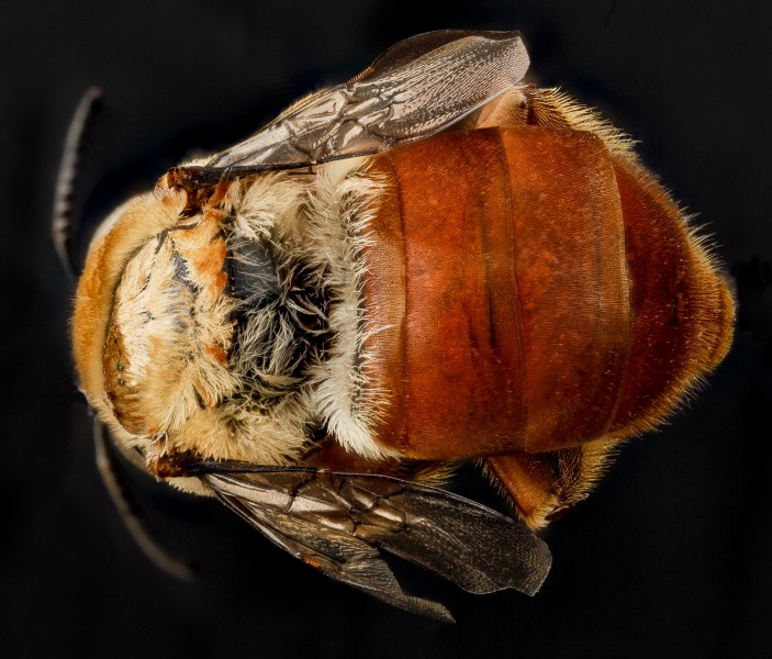Centris errans, F, back2, San Salvador Island, Bahamas 2012-11-13-14.18.02 ZS PMax (8313684051)
