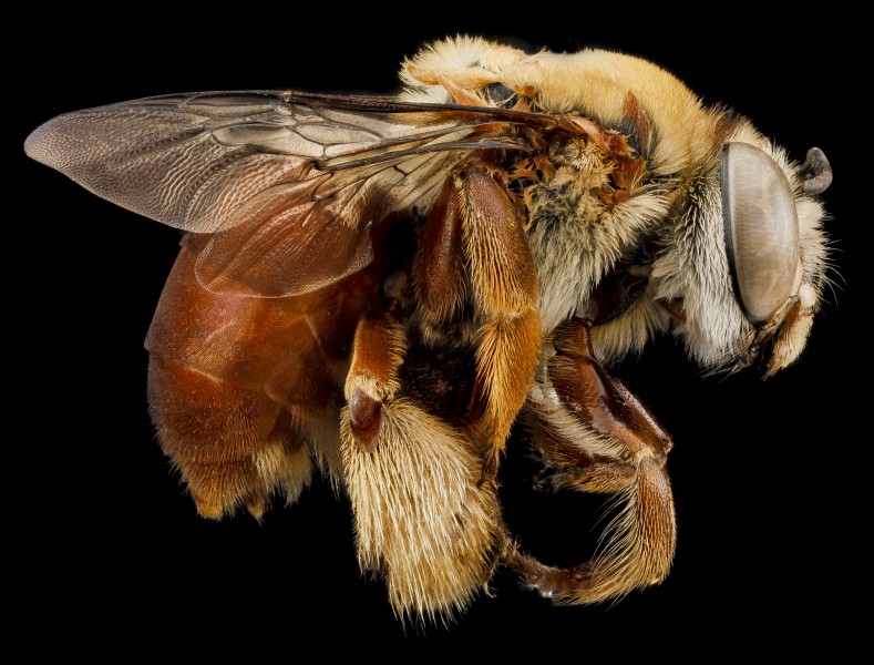 Centris errans female