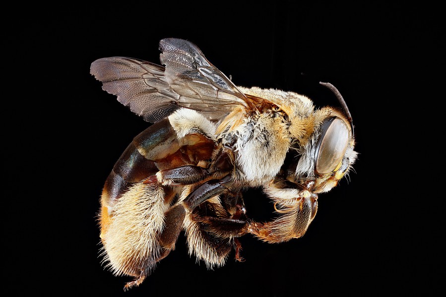 Centris fasciata f