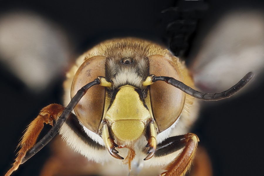 Centris fasciata m face