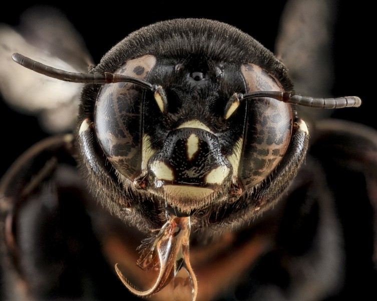 Centris haemorrhoidalis, F, Face, Puerto Rico 2013-06-27-15.24.44 ZS PMax (9160321029)