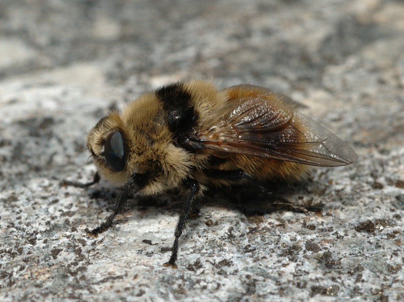Cephenemyia stimulator Bohemian Forest01