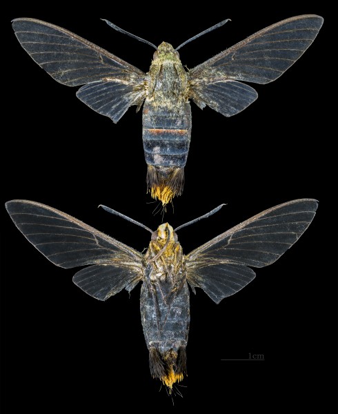 Cephonodes banksi johani MHNT CUT 2010 0 137 Punkak Palopo South Sulawesi