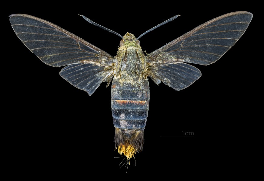 Cephonodes banksi johani MHNT CUT 2010 0 137 Punkak Palopo South Sulawesi dorsal