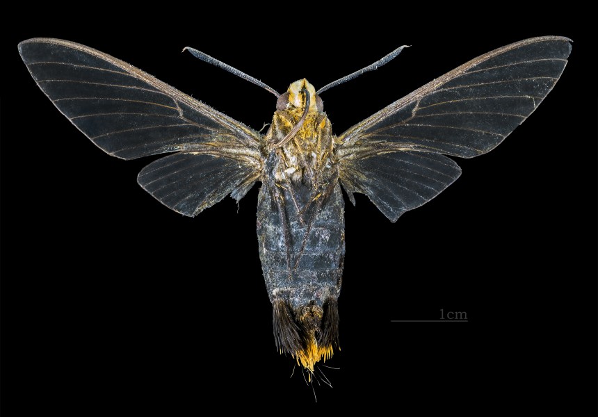 Cephonodes banksi johani MHNT CUT 2010 0 137 Punkak Palopo South Sulawesi ventral