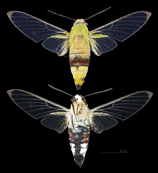 Cephonodes hylas hyles MHNT CUT 2010 0 138 Mae Tha Lamphun Thailand female