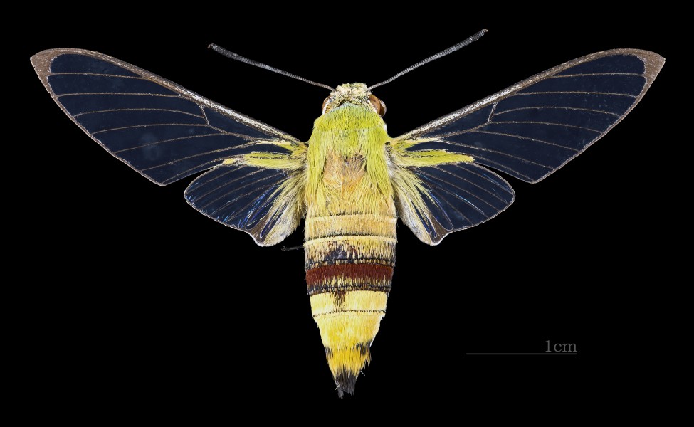 Cephonodes hylas hyles MHNT CUT 2010 0 138 Mae Tha Lamphun Thailand female dorsal