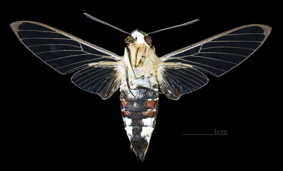 Cephonodes hylas hyles MHNT CUT 2010 0 138 Mae Tha Lamphun Thailand female ventral